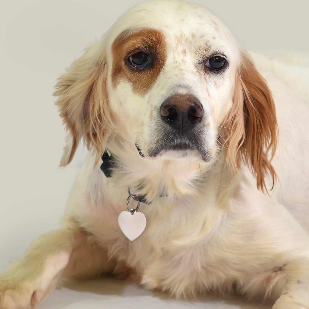 CUSTOMIZABLE DOG AND CAT HEART TAG