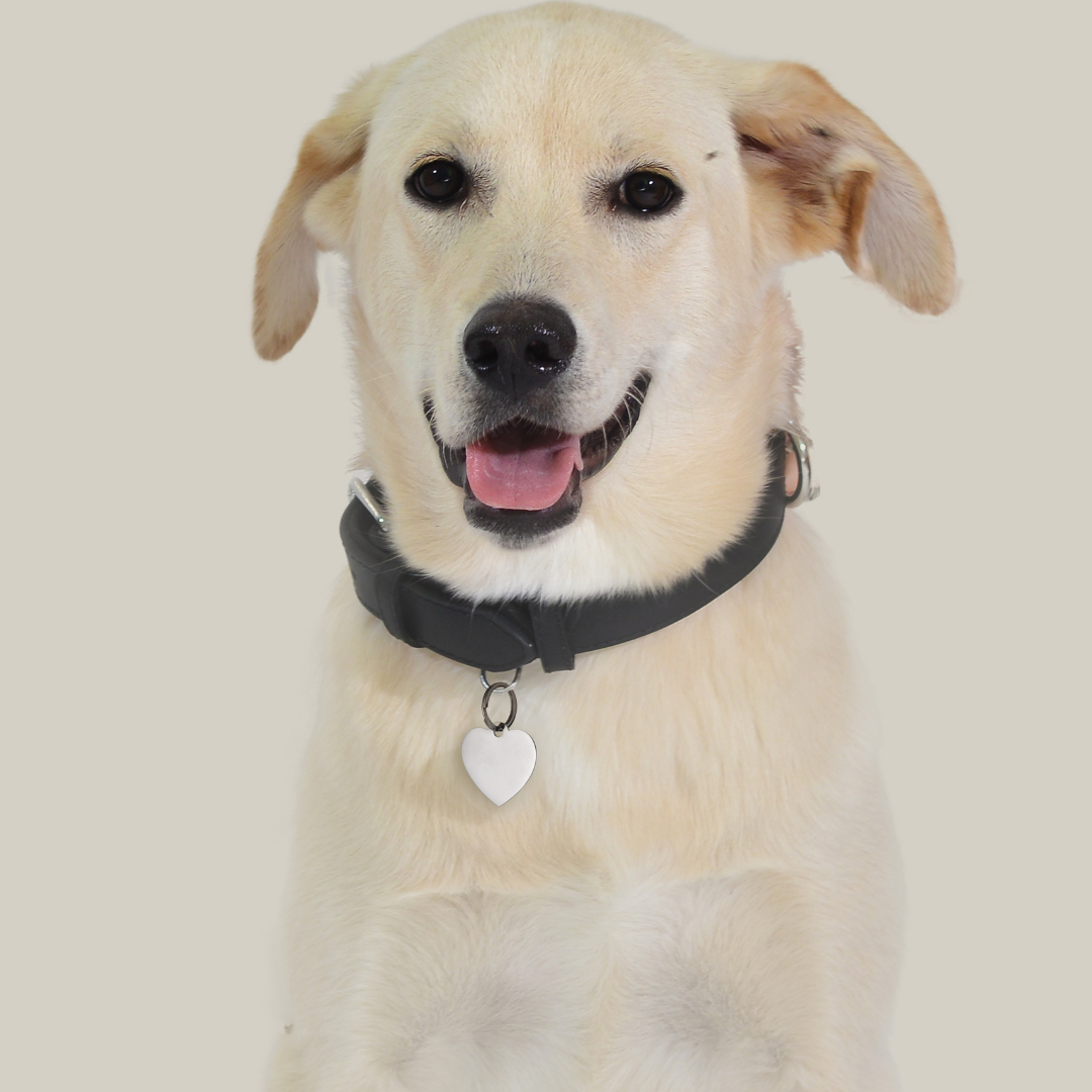 CUSTOMIZABLE DOG AND CAT HEART TAG