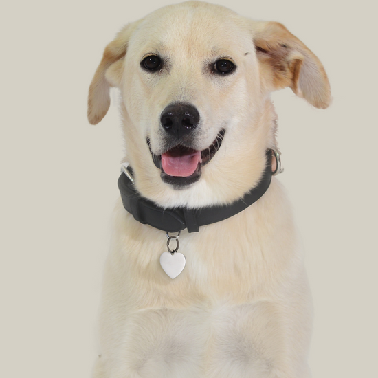 CUSTOMIZABLE DOG AND CAT HEART TAG