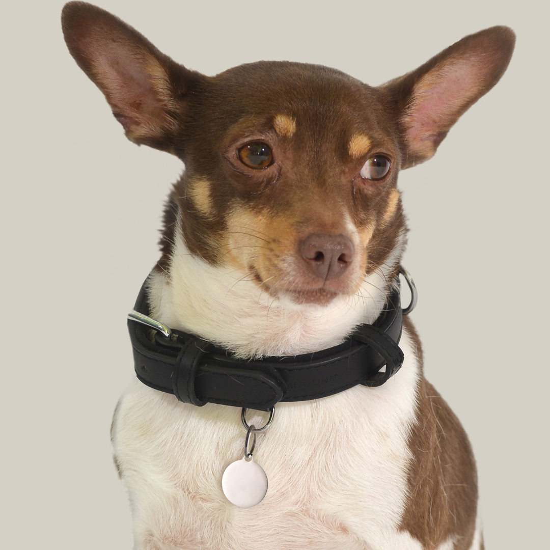 CUSTOMIZABLE DOG AND CAT CIRCLE DOG TAG