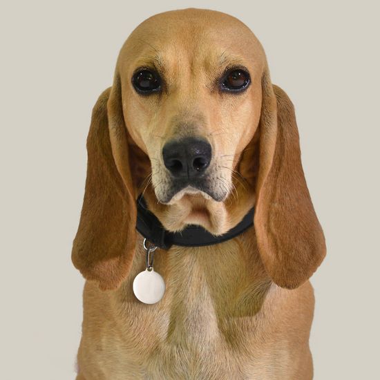 CUSTOMIZABLE DOG AND CAT CIRCLE DOG TAG