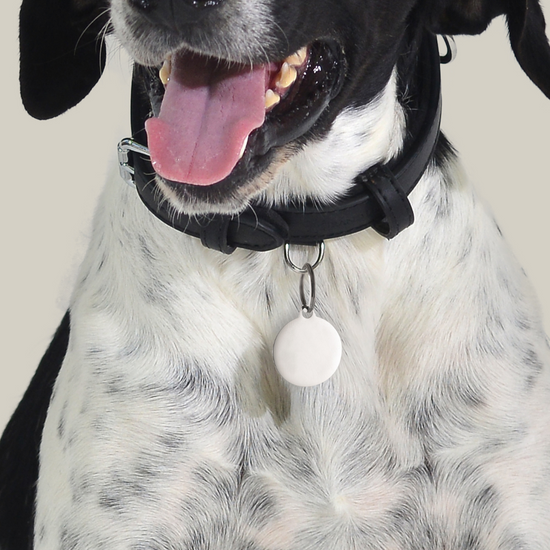 CUSTOMIZABLE DOG AND CAT CIRCLE DOG TAG