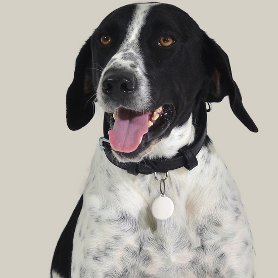 CUSTOMIZABLE DOG AND CAT CIRCLE DOG TAG